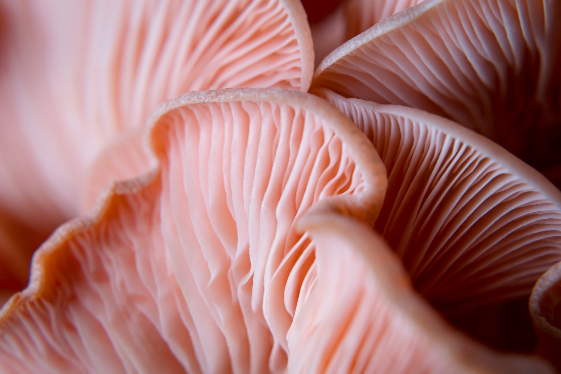 Beautiful gills of a pink oyster mushroom. Photo Credits: Juan Martin Lopez