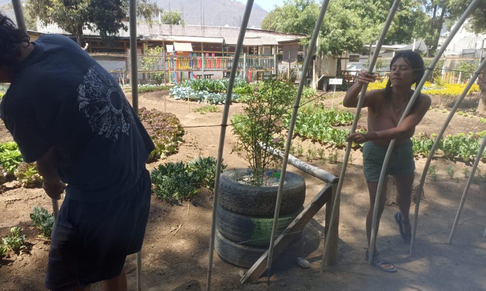 building a structure for the lab at the farm